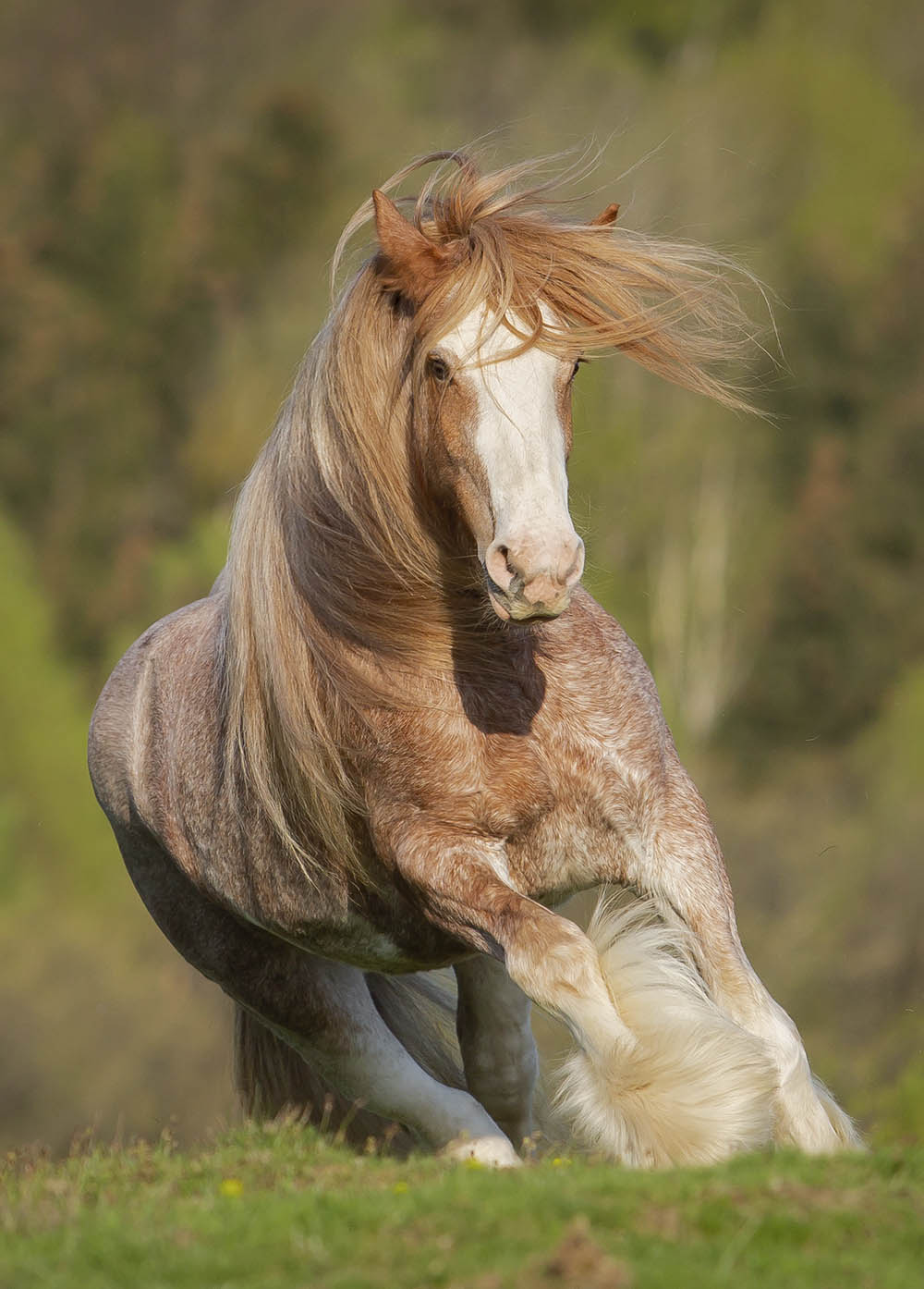 a gypsy horse